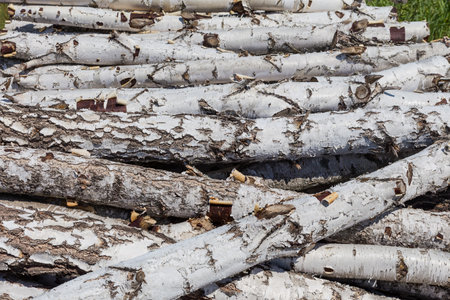 Pile of carelessly stacked birch logs of medium thickness with bark at sunny day, fragment close-upの写真素材