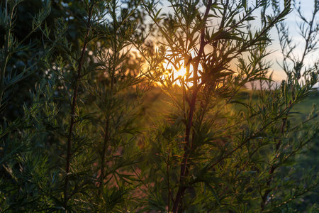 Part of the high stems of mugwort bush, species Artemisia vulgaris, also known as common mugwort on field in evening light against the summer cloudy sky with setting sunの写真素材