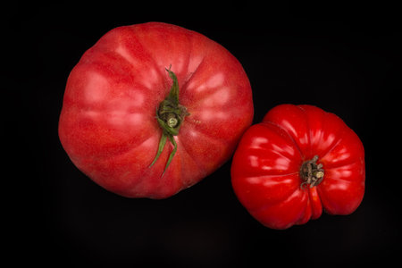 Two whole ripe ribbed pink and red tomatoes different sizes on a black background, view from the peduncles sideの写真素材