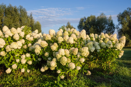 Bushes of the young cultivated hortensia, also known as smooth hydrangea with panicles of white flowers in sunny morning after a sunriseの写真素材