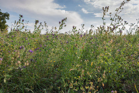 Fragment of the field of blooming alfalfa against the patrly cloudy sky in summer sunny dayの写真素材