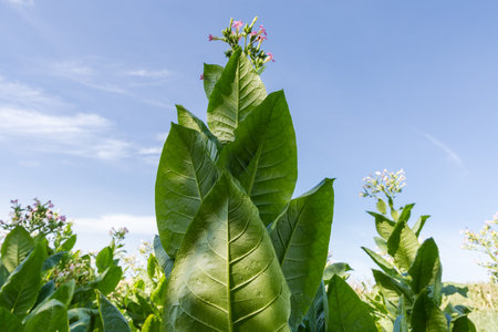 Stem of the blooming tobacco plant of species Nicotiana tabacum on a field against the sky at sunny morning, view from the bottom shooting pointの写真素材