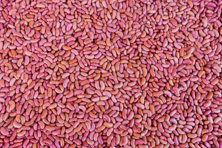Heap of the raw dried red kidney beans shelled from their pods, top viewの写真素材