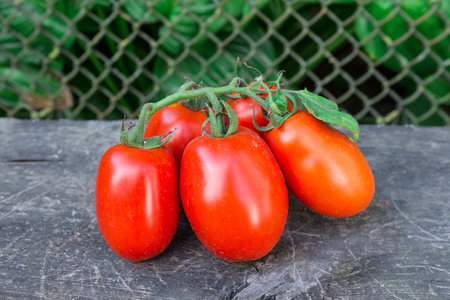 Freshly picked red tomatoes on twig lie on the old dark wooden surface outdoorsの写真素材