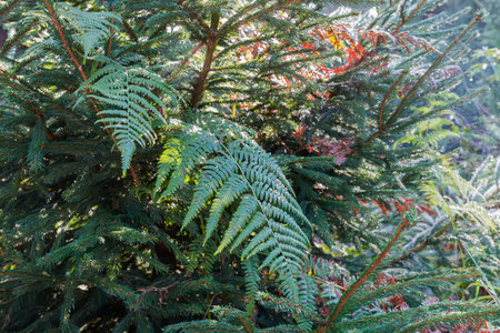 Leaves of fern covered with morning dew among the branches of young spruce in autumn, backlitの写真素材
