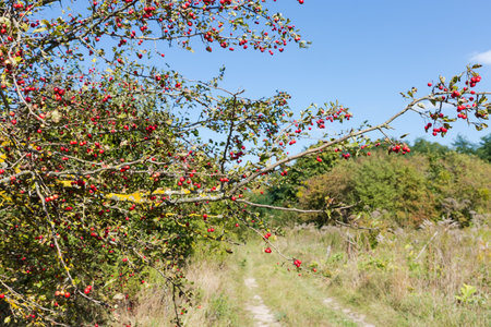 Branch of hawthorn tree with abundant harvest of ripe red fruits against the forest at autumn sunny dayの写真素材