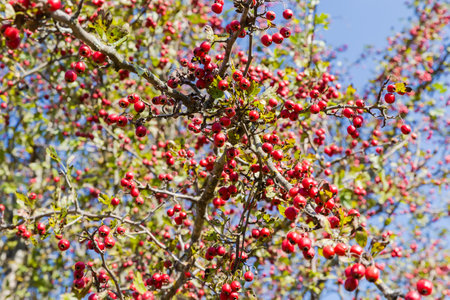 Branch of hawthorn tree with abundant harvest of ripe red fruits at autumn sunny day, bottom view close-up in selective focusの写真素材