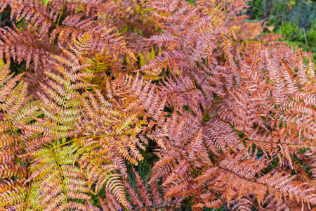 Bushes of fern with partly withered brown leaves covered with morning dew on forest glade at autumn, top viewの写真素材