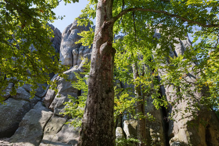 High isolated rocky ledge of sandstone with steep vertical sides in beech forest, bottom view in sunny autumn dayの写真素材