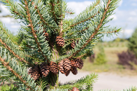 Part of young spruce with trunk, branches and cones in summer sunny day on a blurred backgroundの写真素材