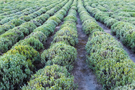 Rows of the trimmed bushes of lavender after a blooming period on a field in sunny dayの写真素材