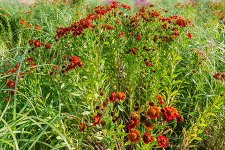 Bushes of the blooming ornamental helenium with bright red and orange flowers in summer sunny evening backlitの写真素材