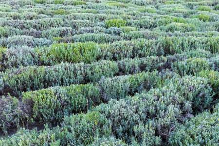 Rows of the trimmed bushes of lavender after a blooming period on a field in sunny dayの写真素材