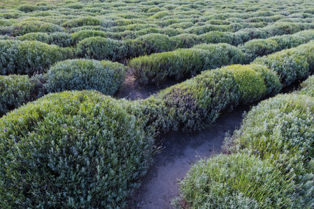 Rows of the trimmed bushes of lavender after a blooming period on a field in sunny dayの写真素材
