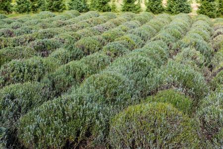 Rows of the trimmed bushes of lavender after the blooming period on a field in sunny day against the young spruces plantingの写真素材