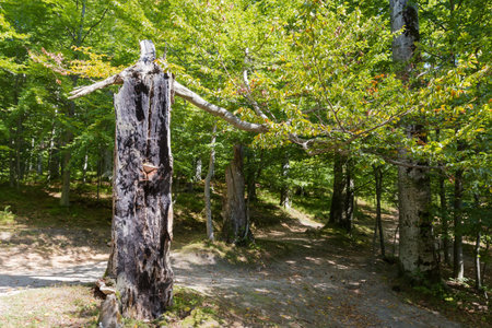 Charred remains of an trunk of old beech with single thick live branch after being struck by lightning in mountain forest in autumn sunny dayの写真素材