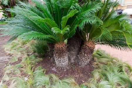 Young Chamaerops Humilis, also known as Mediterranean dwarf palm, or European fan palm growing in public garden at overcast dayの写真素材