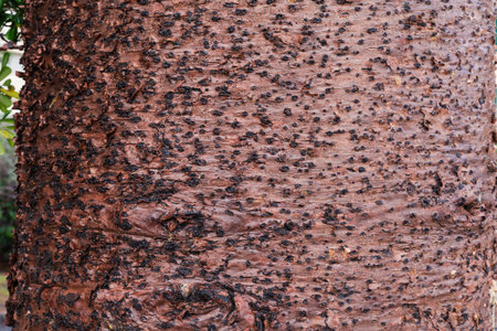 Fragment of trunk of old ornamental Araucaria heterophylla with wet bark after rain in overcast...
