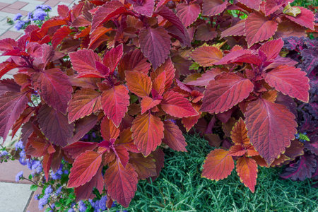 Bush of the cultivated coleus with bright variegated maroon-red leaves in overcast weather, close-up...