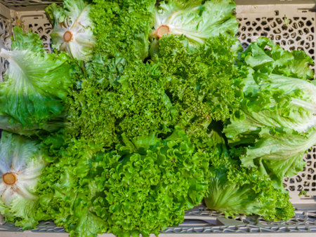 Heads of green leaf salad, species of curly endive in the plastic vegetable container on a vegetable marketの写真素材