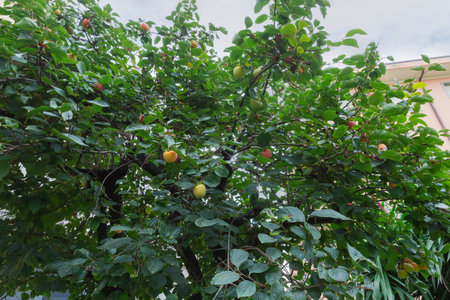 Persimmon tree with ripe fruits against the buildings and sky in overcast day, view from bottom to topの写真素材