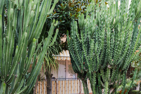Two different succulent plants of Euphorbia, also known as candelabra tree, or giant milk bush in public garden in overcast dayの写真素材