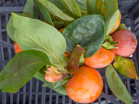 Ripe persimmon fruits with persimmon tree leaves in plastic fruit container on vegetable-fruit market, top view in selective focusの写真素材