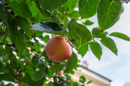 Ripe persimmon fruit on a branch of persimmon tree among the leaves in overcast day, close-up in selective focusの写真素材