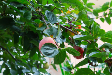 Ripe persimmon fruit on a branch of persimmon tree among the leaves in overcast day, close-up in selective focusの写真素材