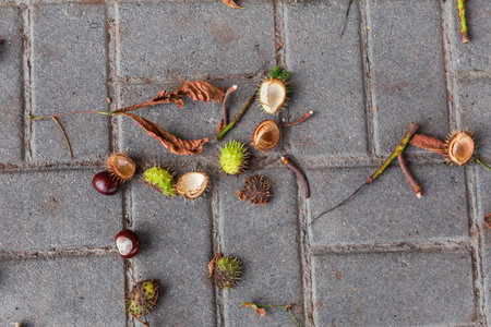 Fallen ripe horse chestnut conkers, their burst green prickly shells, stems and leaves on the pavement paved with concrete tiles after a violent wind weather, top view close-upの写真素材