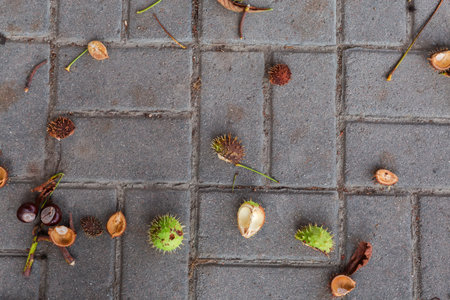 Fallen ripe horse chestnut conkers, their burst green prickly shells, stems and leaves on the pavement paved with concrete tiles after a violent wind weather, top view close-upの写真素材