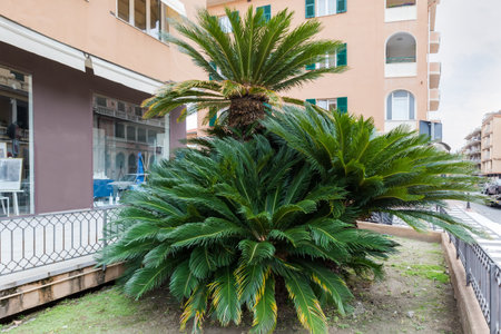 Young Chamaerops Humilis, also known as Mediterranean dwarf palm, or European fan palm growing on house territory of a town street at overcast dayの写真素材