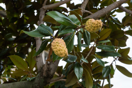 Two large fruits of the ornamental Magnolia grandiflora, or southern magnolia on a branches with dark green leaves in public garden in overcast dayの写真素材