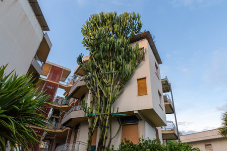 High bush of the Euphorbia ingens, also known as candelabra tree, or giant milk bush growing near the multistory building in sunny morningの写真素材