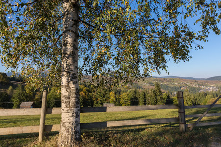 Wooden fence which fenced mountain meadow next the dirt road with old birch on a foreground against the distant mountains in Carpathian Mountains at sunny dayの写真素材