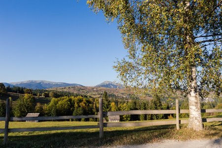 Mountain meadow fenced with fence of softwood piles and planks and old birch on a foreground against the distant mountains ridges in the Carpathian Mountains at autumn sunny dayの写真素材