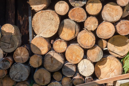 Woodpile of firewood in the form of unsplit logs of coniferous and deciduous trees stacked in row under canopy outdoors in sunny morningの写真素材