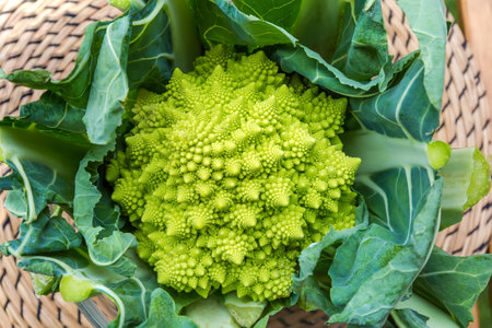 Head of fresh Romanesco broccoli among the cropped stems and leaves, top view close-up on a place mat on a tableの写真素材