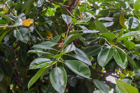 Branches of Ficus elastica tree, also known as rubber fig, or Indian rubber tree with young leaves...