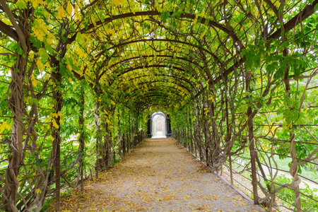 Pergola with arched top overgrown with interwoven woody vines with autumn green and yellow leaves in park at overcast dayの写真素材