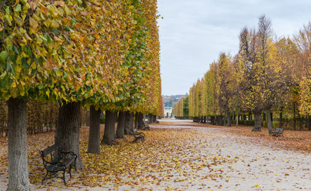 Wide alley in park with dirt walkway and trimmed deciduous trees with autumn leaves and garden benches on both sides in overcast dayの写真素材