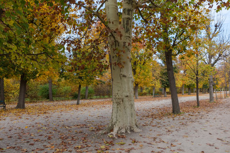 Old plane tree at the beginning of the alley on a foreground in autumn park in overcast dayの写真素材