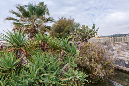 Small thickets of Aloe arborescens, also known as candelabra aloe, against the other subtropical plants outdoors in autumn overcast morningの写真素材
