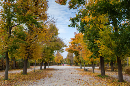 Wide alley in park with dirt walkway and deciduous trees with autumn leaves on both sides, distant single running person in overcast dayの写真素材