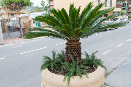 Young Mediterranean dwarf palm, or European fan palm growing in a concrete tub on a town street at overcast dayの写真素材