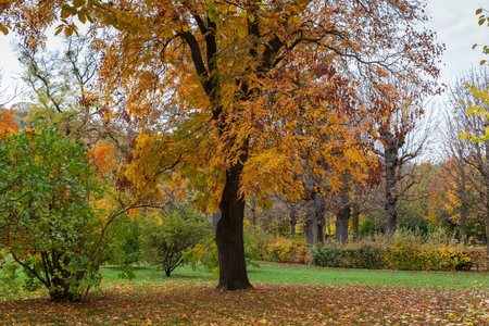 Old deciduous goldenrain tree with autumn leaves and infructescences in park in overcast dayの写真素材