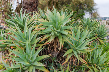 Small thickets of Aloe arborescens, also known as candelabra aloe, against the other subtropical plants outdoors in autumn overcast morningの写真素材