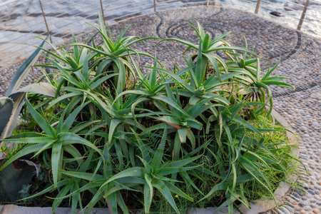 Sprawling leaves on the branches tops of young ornamental Aloe arborescens outdoors next the pebbles paved footpath in sunny morningの写真素材