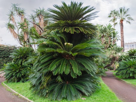 Sago palms and other types of palm trees against cloudy sky in a public garden in overcast dayの写真素材