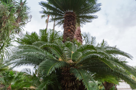 Sago palm against the other types of palm trees and cloudy sky in a public garden, view from bottom to top in overcast dayの写真素材